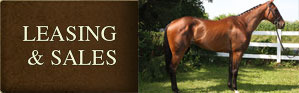 Horse Leasing & Sales